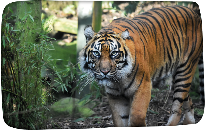 A Sumatran Tiger in a natural setting at Edinburgh Zoo
